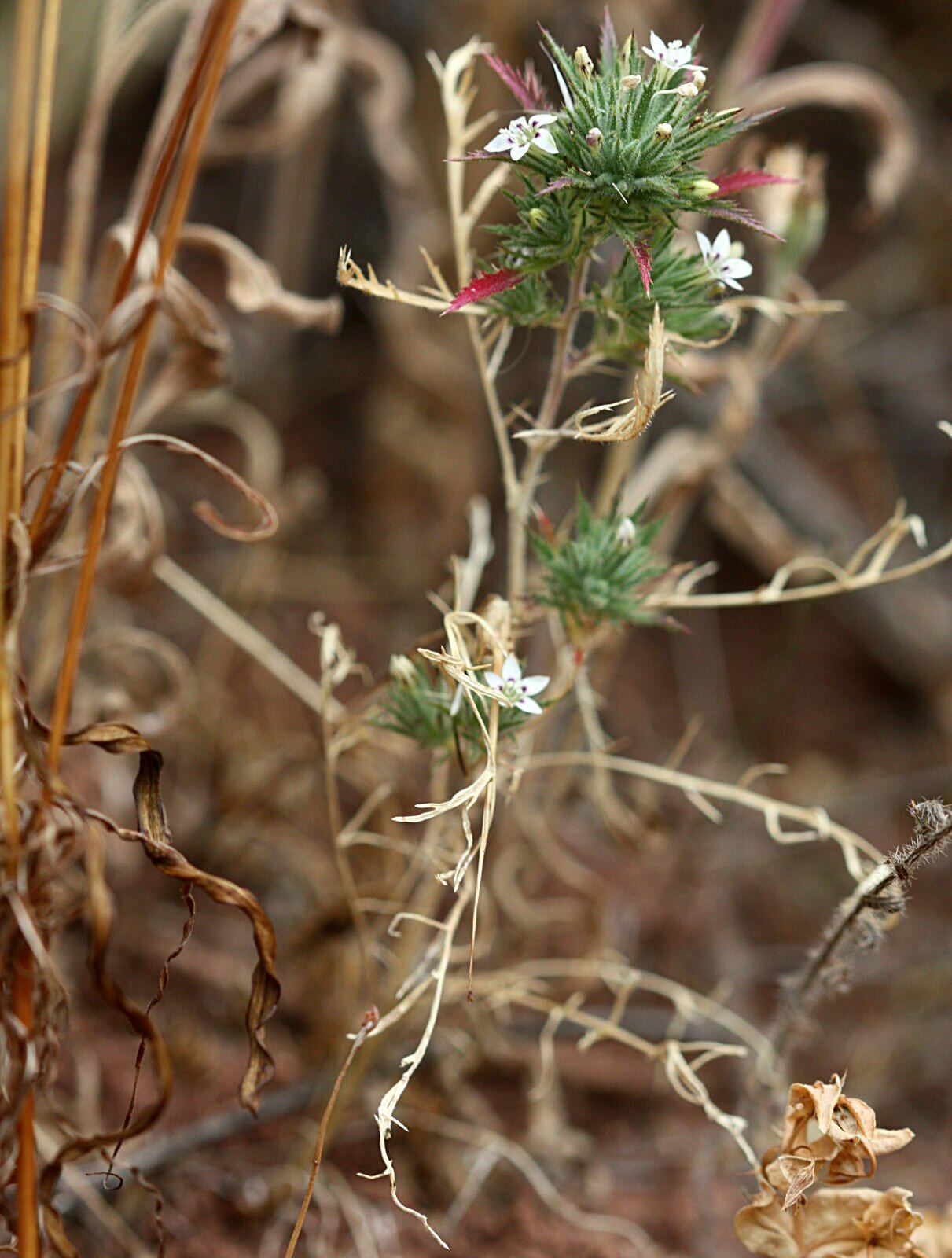 High Resolution Navarretia ojaiensis Plant